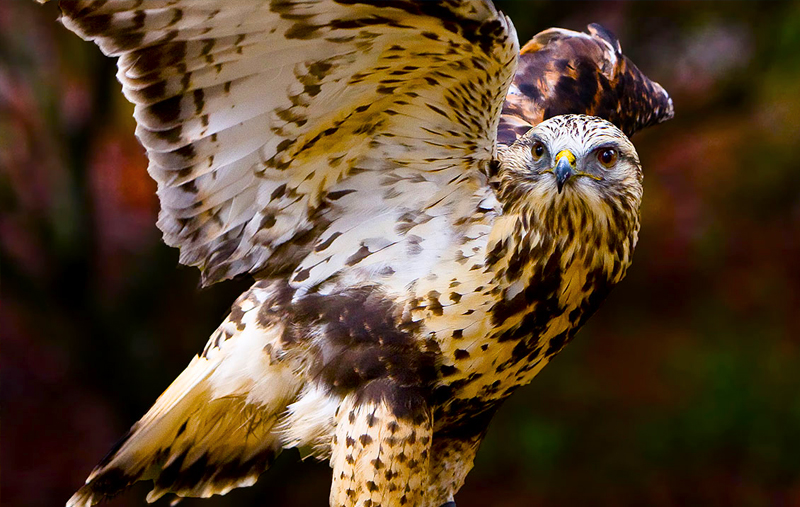 Carolina Raptor Center